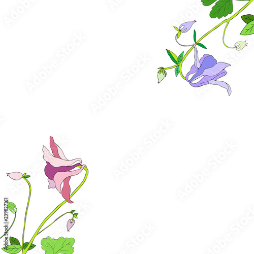 Aquilegia or Columbine flower hand drawn colorful vector botanical illustration, floral frame isolated on white background, decorative border for design greeting card, wedding invitation, cosmetic