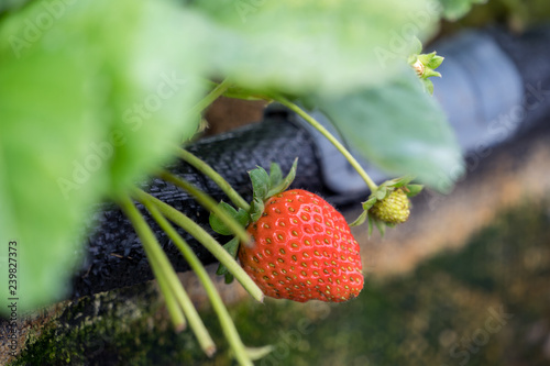 Beautiful and fresh strawberries in the garden, concept of organic farming, close up, macro.