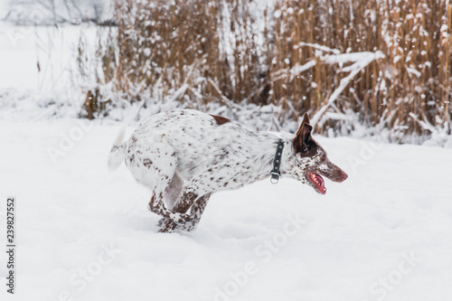 Happy white-brown dog in collar running on snowy field in winter forest