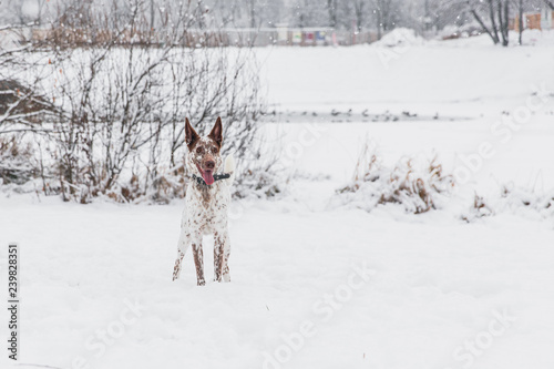 Happy white-brown dog in collar on snowy field in winter forest