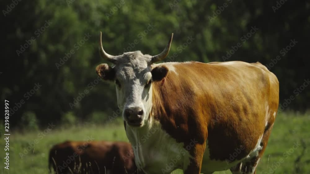 Cow stands and looks ahead to a camera Cow stands and looks ahead to a camera