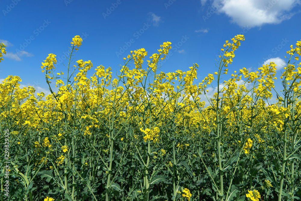 Blühender Raps in Nahaufnahme vor blau-weissem Himmel Blühender Raps in Nahaufnahme vor blau-weissem Himmel