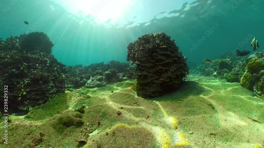 tropical fish and coral reef underwater world diving and snorkeling on coral reef. Hard and soft corals underwater landscape tropical fish and coral reef underwater world diving and snorkeling on coral reef. Hard and soft corals underwater landscape