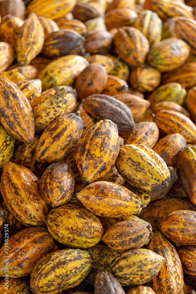 Cacao fruit, raw cacao beans and Cocoa pod background Cacao fruit, raw cacao beans and Cocoa pod background