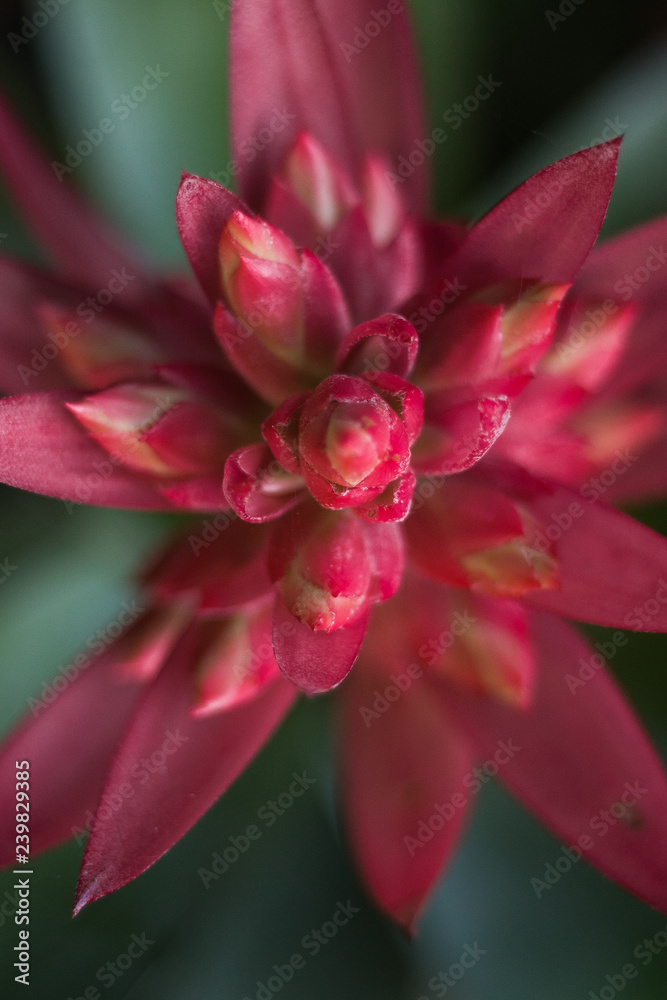 Fototapeta premium Bromeliads