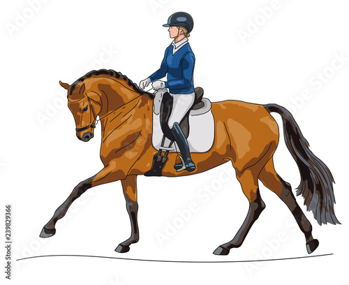 Equestrian sport, dressage. Realistic vector illustration of the rider on a horse.