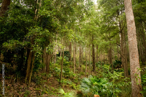 Photography Trees at Royal National Park, Sydney