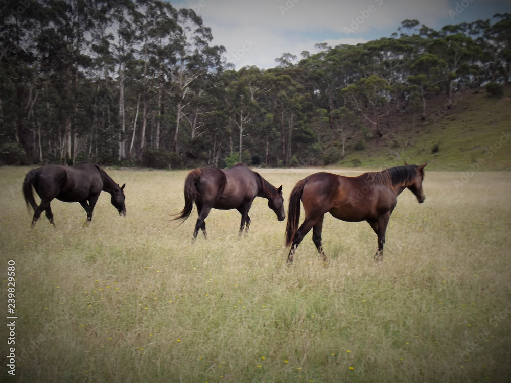 Horses in paddock at Nerriga, NSW, Australia Horses in paddock at Nerriga, NSW, Australia