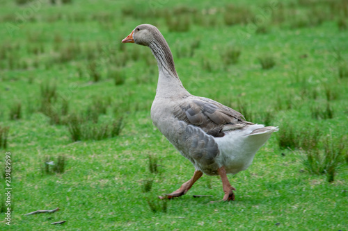 Running goose at Royal National Park © Liz Jakimow