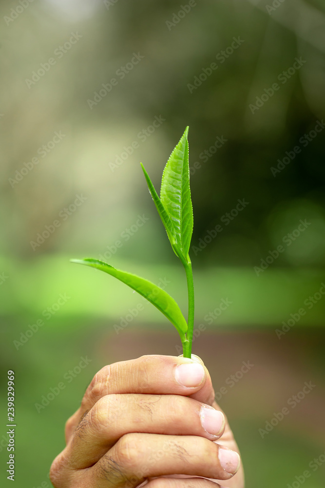 hand holding a piece of green tea leaf hand holding a piece of green tea leaf