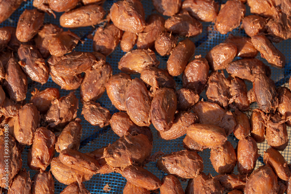 Drying raw Cocoa beans in the agricultural industry