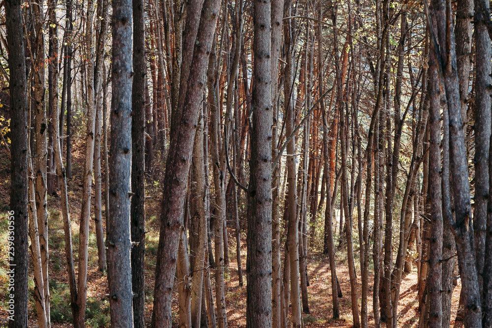 Naklejka premium trees in forest. texture. background