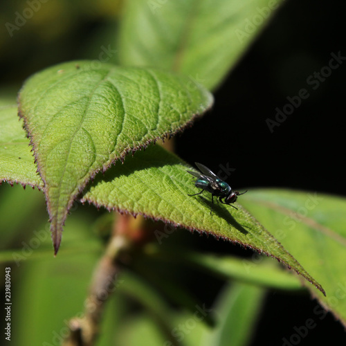 Schmeißfliegen, blowfly, meat fly, Calliphoridae, Diptera, Brachycera, Oestroidea, Fliegen, Insecta,