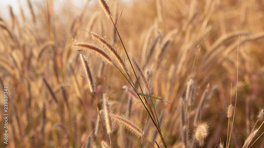 Fototapeta premium Colorful flowers grass made with gradient for background,Abstract,texture,Soft and Blurred style.postcard.