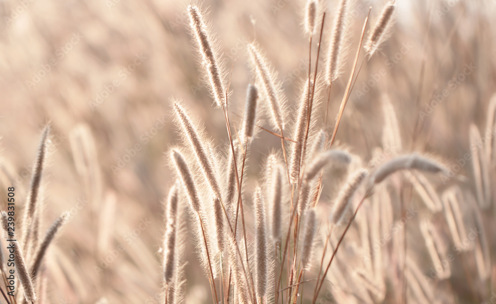 Fototapeta premium Colorful flowers grass made with gradient for background,Abstract,texture,Soft and Blurred style.postcard.