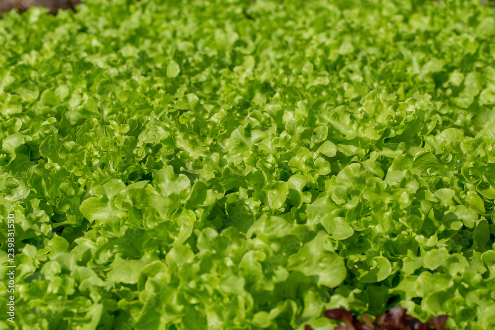 Fresh Green Oak lettuce leaves, Salads vegetable hydroponics farm Fresh Green Oak lettuce leaves, Salads vegetable hydroponics farm
