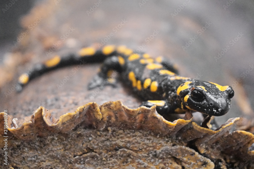 Salamander Salamander
