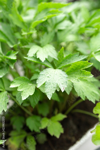 Fresh green leaves texture of Mugwort plant