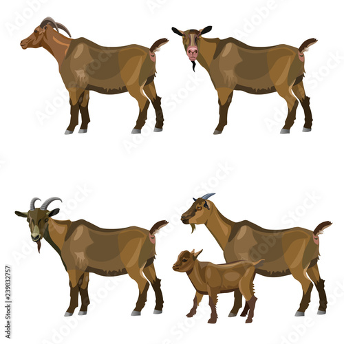 Set of vector goats