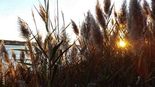 grass and sky
