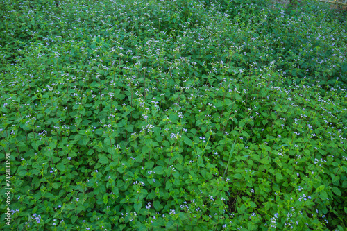 Little white flower