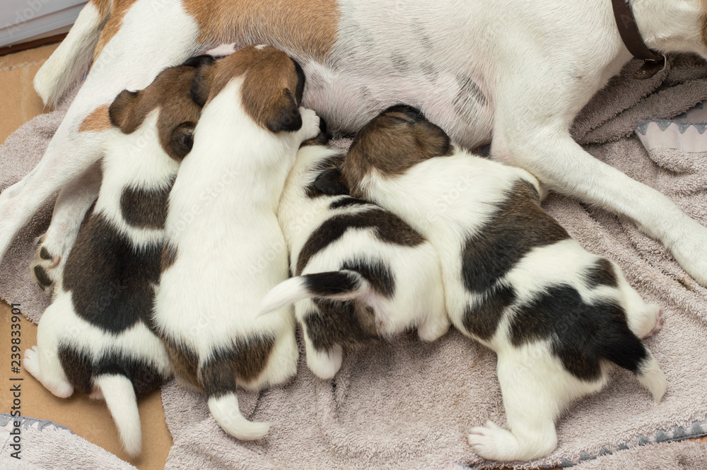 Fox Terrier puppies suck milk from mom