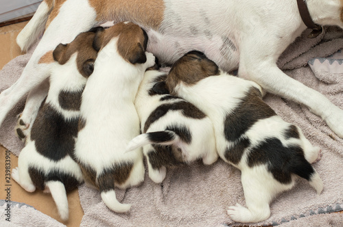 Fox Terrier puppies suck milk from mom © esbuka