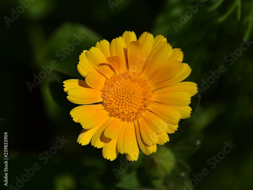 calendula officinalis marigold yellow flower macro