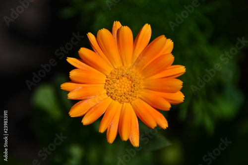calendula officinalis marigold  orange flower macro