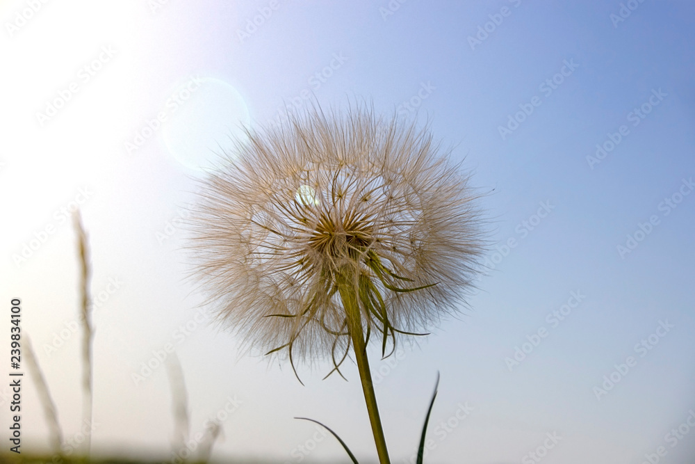 Fototapeta premium .the big dandelion plant in the sky in the glare of light