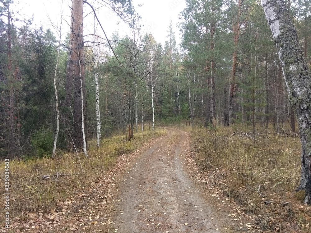 Fototapeta premium road in the forest