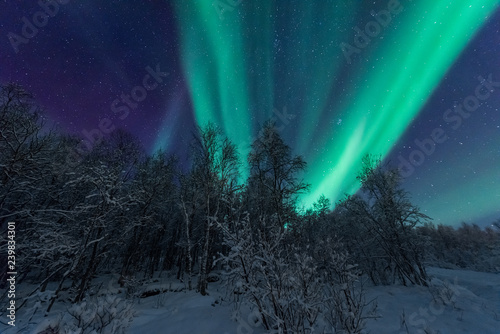 Fototapeta Naklejka Na Ścianę i Meble -  The polar arctic Northern lights aurora borealis sky star in Scandinavia Norway Tromso in the farm winter forest  snow mountains 