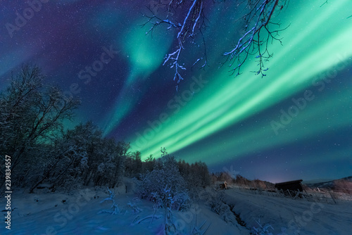 The polar arctic Northern lights aurora borealis sky star in Scandinavia Norway Tromso in the farm winter forest  snow mountains 