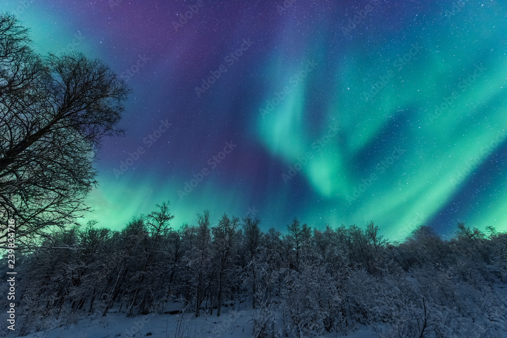The polar arctic Northern lights aurora borealis sky star in Scandinavia Norway Tromso in the farm winter forest  snow mountains 