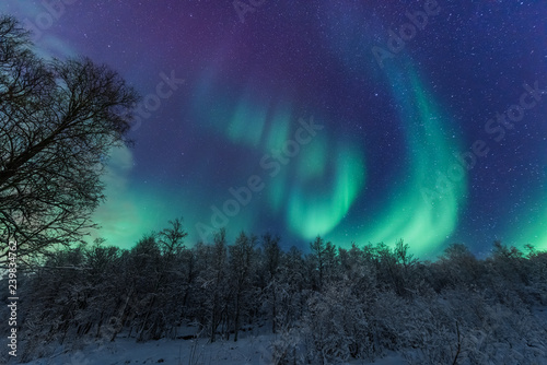 The polar arctic Northern lights aurora borealis sky star in Scandinavia Norway Tromso in the farm winter forest snow mountains 