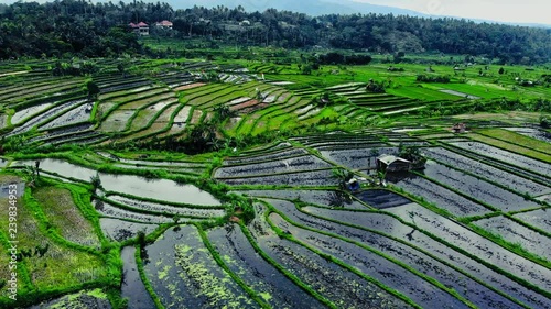 agriculture, Bali, Indonesia, Nature, backround, travel, fields, sky, rice, drone view, green, beautiful,