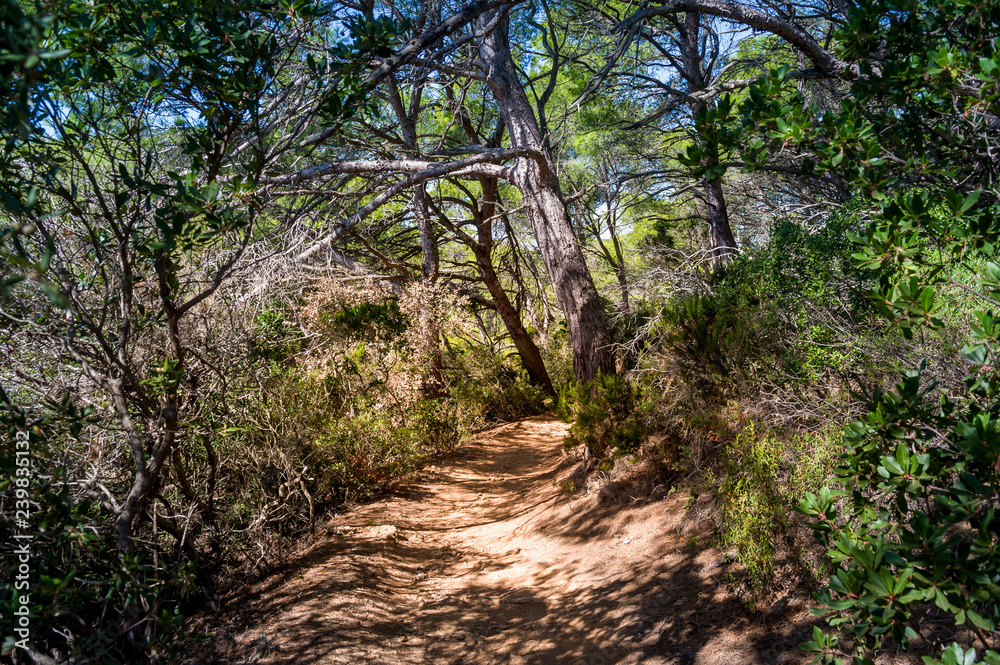 Walking paths of Porquerolles island, Cote d'Azur, France Walking paths of Porquerolles island, Cote d'Azur, France