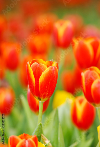 Tulip flower background.