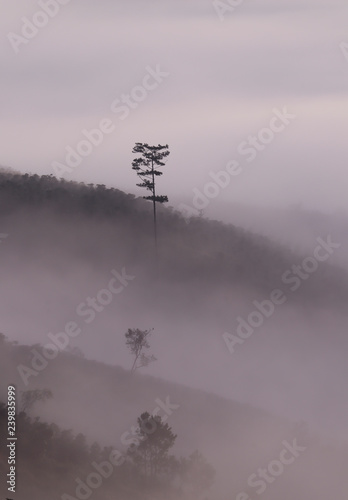 Pine forest valley in mistty morning - Image