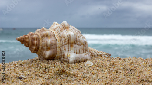 sea shell on sand with sea in background 