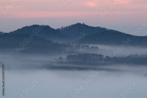 Pine forest valley in mistty morning - Image photo