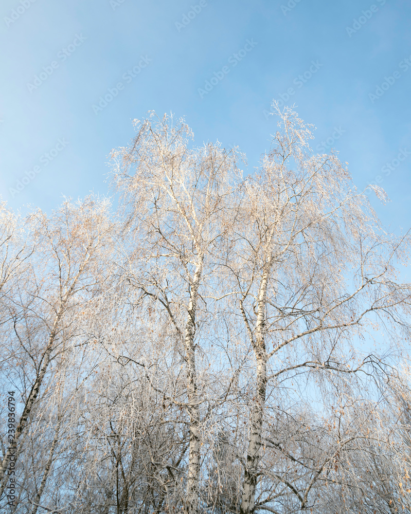 birch birch