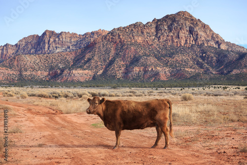 Range cow on a ranch in Apple Valley, Utah