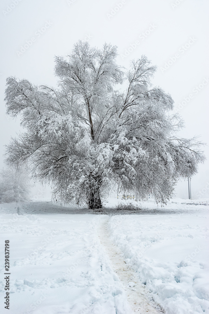 Fototapeta premium Big Oak Tree Covered With Snow and Hoar Frost