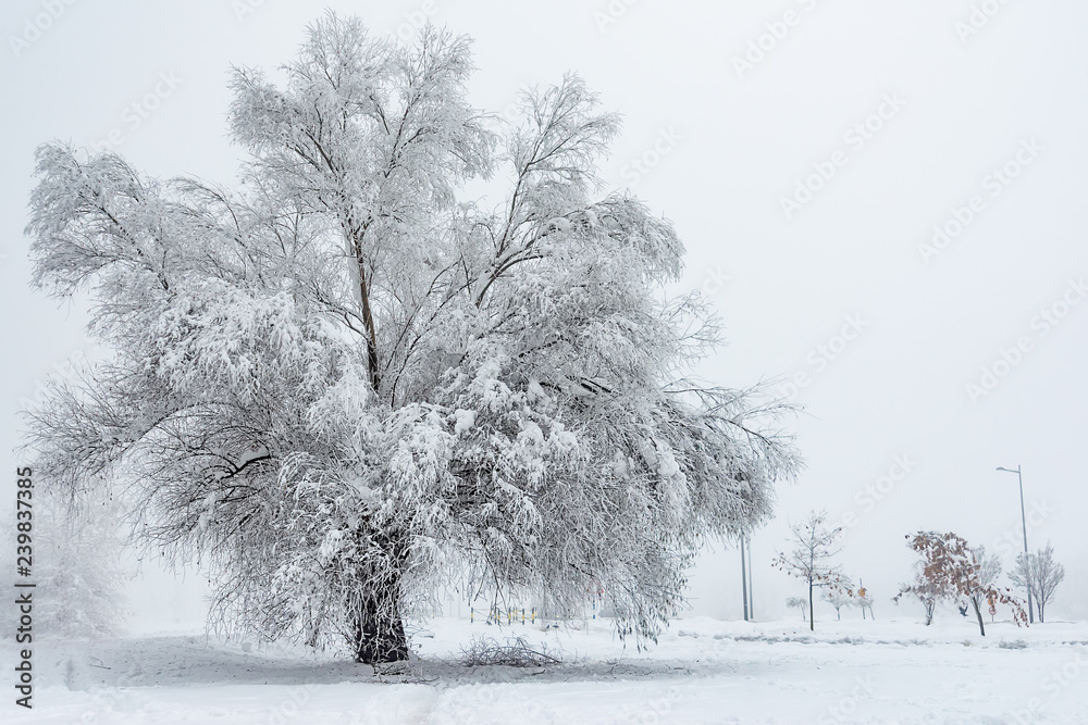 Naklejka premium Big Oak Tree Covered With Snow and Hoar Frost
