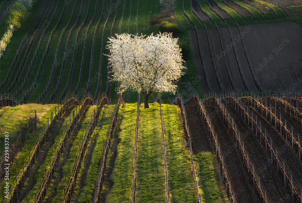 Artistic Spring Rural Landscape With Blooming Wild Cherry Tree And Numerous Rows Of Young Vineyard Grape Vines. Czech Agricultural Pastoral With White Tree And Vineyards. Scenic Countryside Shot.
