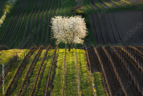 Obraz na płótnie Artistic Spring Rural Landscape With Blooming Wild Cherry Tree And Numerous Rows Of Young Vineyard Grape Vines. Czech Agricultural Pastoral With White Tree And Vineyards. Scenic Countryside Shot. w salonie