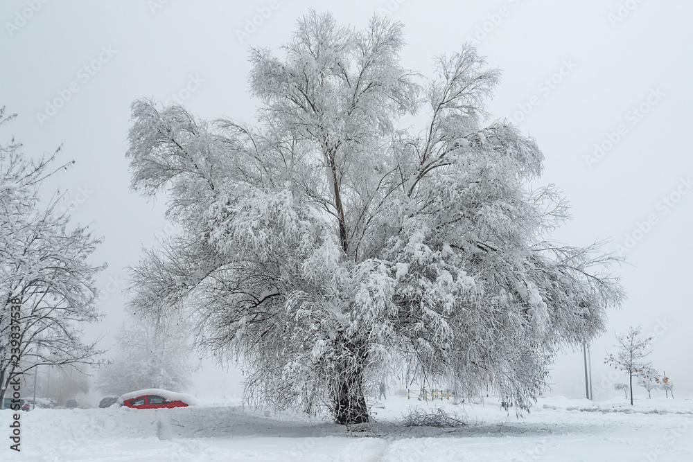 Fototapeta premium Big Oak Tree Covered With Snow and Hoar Frost