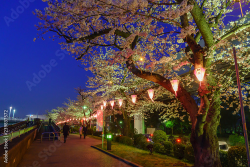 隅田川と桜