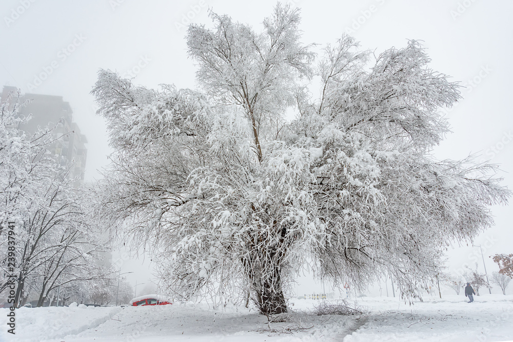 Naklejka premium Big Oak Tree Covered With Snow and Hoar Frost